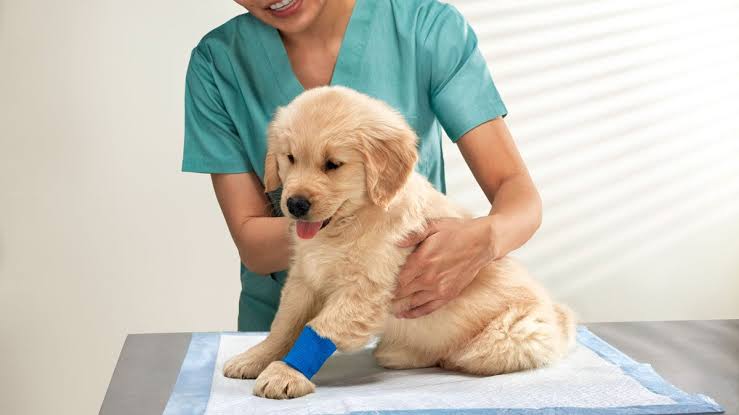 2024 Pet Breakthrough Treatments In Veterinary Medicine