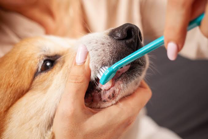 The Latest On Pet Dental Care In 2024 With Products And Practices