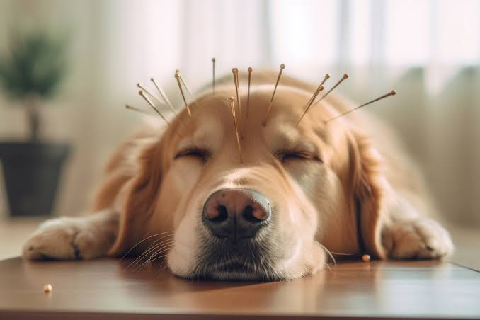 Holistic Pet Care In 2024 And How To Integrate Alternative Therapies