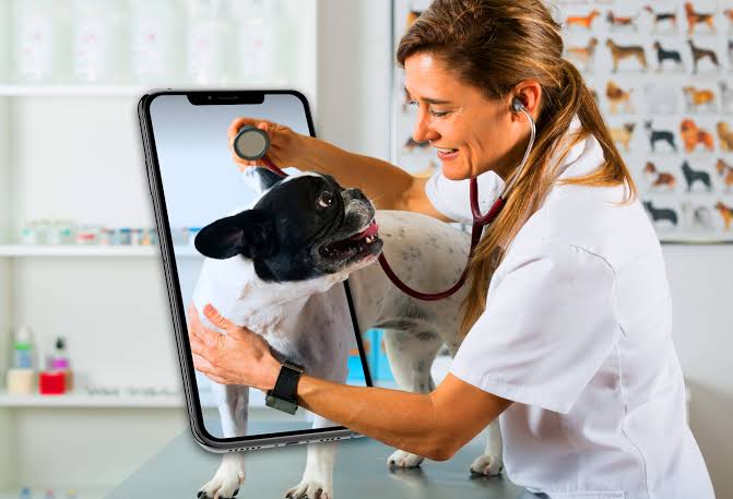 Telemedicine For Pets (How To Navigate Virtual Vet Visits In 2024)