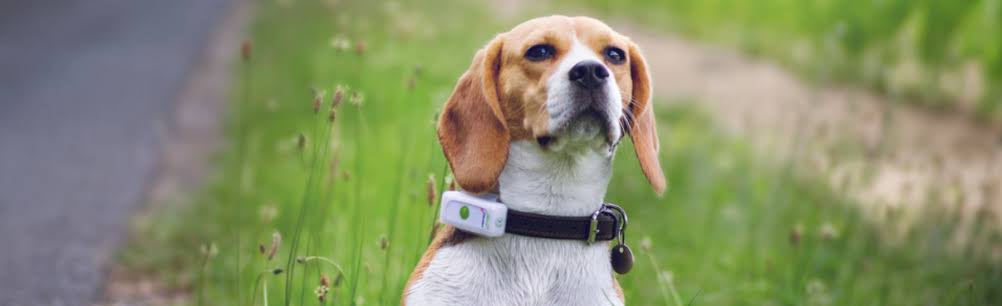 Most Advanced Pet Health Monitoring Devices In 2024