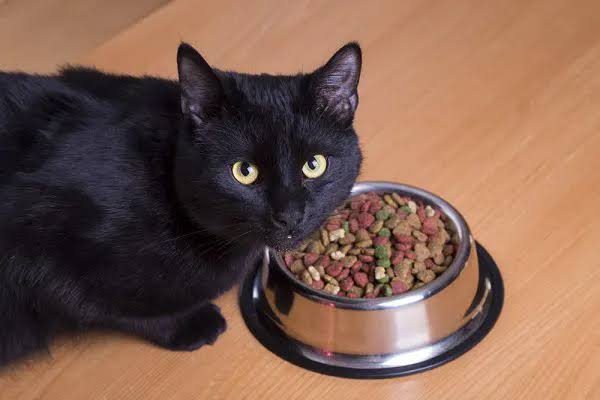 Advanced Nutrition In Pet Care For Boosting Your Companion Health In 2024