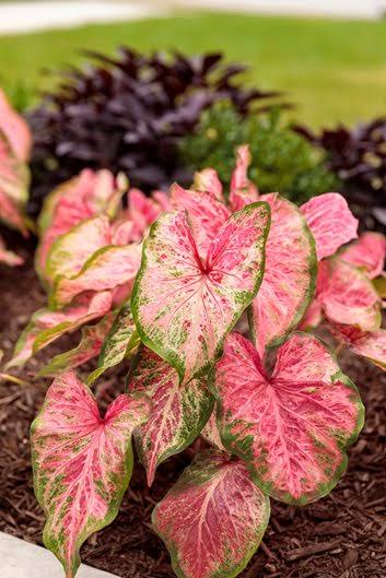 Top Trending Outdoor Plants In 2024 And Low Maintenance Options For Busy Households