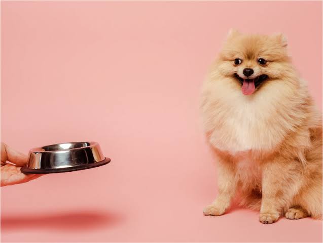 Top Trending Pet Food Diets In 2024