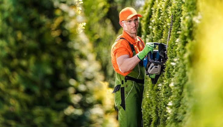 Crucial Outdoor Maintenance Task (Essential Pruning Tips For Healthy Trees And Shrubs In 2024)