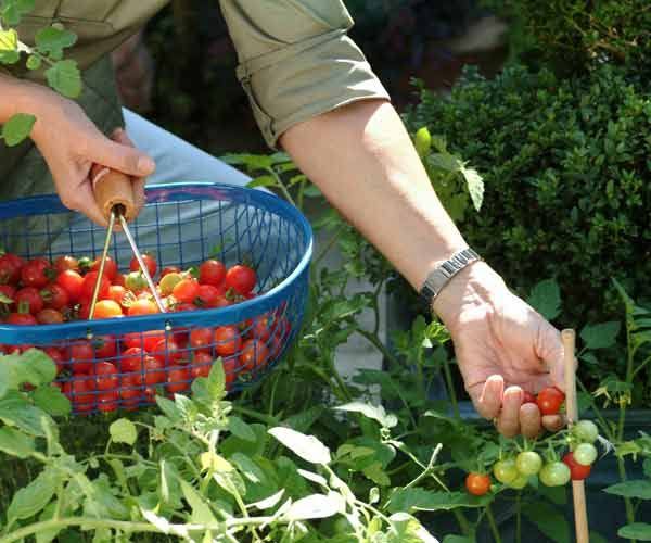 Advanced Gardening Techniques 2024 (How To Optimize Your Vegetable Garden Layout)