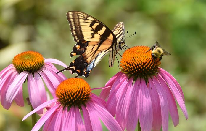 Eco Friendly Outdoor Chores (How To Create A Pollinator Friendly Garden In 2024)