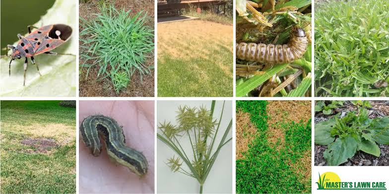 Outdoor Chores Natural Solutions For Dealing With Common Lawn Pests In 2024