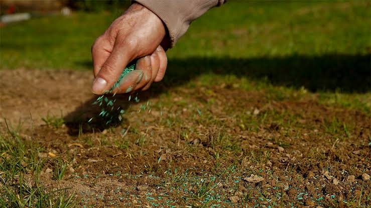 Seasonal Outdoor Chore And How To Overseed Your Lawn For A Lush 2025 Summer